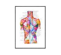 Yocheng Anatomie des muscles du torse, affiche aquarelle, art médical, structure du dos, peinture sur toile, décoration murale scientifique, maison 60x90cm sans cadre