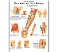 Yocheng Anatomie humaine,organes et os,affiche,peinture sur toile,estampe,décoration murale pour la maison ou la chambre 30x40cm sans cadre