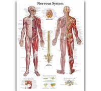 Yocheng Anatomie humaine,organes et os,affiche,peinture sur toile,estampe,décoration murale pour la maison ou la chambre 40x50cm sans cadre