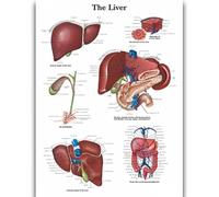 Yocheng Anatomie humaine,organes et os,affiche,peinture sur toile,estampe,décoration murale pour la maison ou la chambre 40x50cm sans cadre