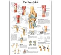 Yocheng Anatomie humaine,organes et os,affiche,peinture sur toile,estampe,décoration murale pour la maison ou la chambre 60x90cm sans cadre