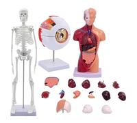 Yominerr Corps Humain, Squelette, Globe Oculaire, Crâne Demi-Taille avec Modèle de Cerveau, Outil D'Apprentissage Pratique Du Modèle 3D pour les Étudiants