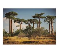 Yongfoto 2,5x1,8m Paysage Naturel Photographie Toile de Fond Énormes Baobabs Fond de Terre Sèche Madagascar Savane Africaine Vacances Voyage Attractions Photo pour Adultes Enfants Portrait Shoot Props