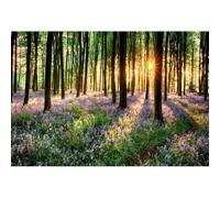 YongFoto 2,5x1,8m Vinyle Toile de Fond Bois de Lavande Romantique Jacinthe des Bois Arbre de la forêt Canopys Lever du Soleil Fond Décors Studio Photo Enfant Video Fete Photobooth Photographie Props