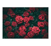 YongFoto 2,5x1,8m Vinyle Toile de Fond Rose Rouge Fleurs Feuilles Vertes Nature Sombre Romantique Fond Décors Studio Photo Portrait Enfant Video Fete Mariage Photobooth Photographie Accesorios