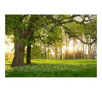 YongFoto 3,5x2,5m Forêt Scène de Toile de Fond Printemps Arbre Herbe Verte Fleurs Paysage Naturel Prairie Photographie d'arrière-Plan pour Les Enfants Adultes Camping Paysage Accessoires de Photo