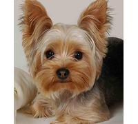 Yorkshire Terrier,Adult Jigsaw Puzzle 1500 Pieces,Artwork, Intellectual Education, Toys and Gifts,57x87cm