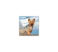 Yorkshire Terrier Calendar 2025 Square Dog Breed Wall Calendar - 16 Month