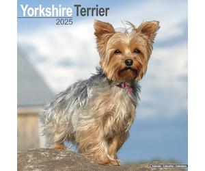 Yorkshire Terrier Calendar 2025 Square Dog Breed Wall Calendar - 16 Month