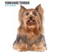 Yorkshire Terrier Calendrier moderne 2026