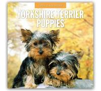 Yorkshire Terrier Puppies 2026 Square Wall Calendar