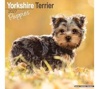 Yorkshire Terrier Puppies 2027 Calendar | Square Wall Calendar | Puppy Gift | Plastic Free Packaging | by Avonside Publishing