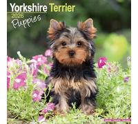 Yorkshire Terrier Puppies Calendar 2026 Square Dog Puppy Breed Wall Calendar - 16 Month