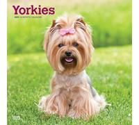 Yorkshire Terriers | Calendrier mural mensuel carré 2025 30,5 x 61 cm | Sans plastique | BrownTrout | Animaux de petites races de chiens Yorkies