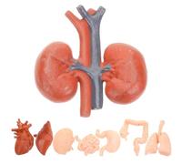 YOSADIER Ensemble de 8 Modèles Anatomiques en Pvc pour Organes Humains, Démonstration Facile à Ranger, pour Comprendre la Structure des Organes et L'étude Médicale