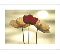 Yoshizo Kawasaki (Icelandic Poppies 60 x 80 cm Toile Imprimée