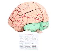 Yosoo Health Gear Modèle D'anatomie du Cerveau Humain, Moule D'étude des Neurosciences Détachable pour Enfants avec Tête de Mort à L'école et à la Maison