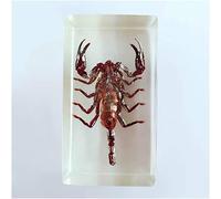 YOtat Taxidermie De Scorpion Noir - Modèle De Spécimen D'Insecte en Résine Véritable Spécimen Intégré De Scorpion Noir Presse-Papier en Résine Cfafts pour l'enseignement Scientifique