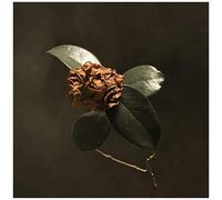 Young Sick Camellia