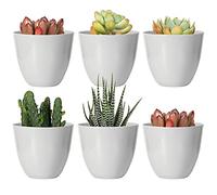 Youngever Lot de 10 Mini Pots de Fleurs d'intérieur en Plastique Gris avec Drainage pour Toutes Les Plantes d'intérieur, Fleurs, Herbes, Plantes Grasses, Plantes Non incluses (Moderne)