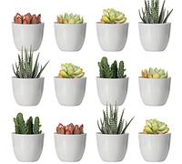 Youngever Lot de 24 Mini Pots de Fleurs en Plastique de 5 cm, Pots de Fleurs d'intérieur Gris avec Drainage, Plantes Non incluses (Moderne)