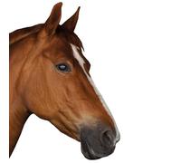 younikat Autocollant de fenêtre cheval I adhérence statique I réutilisable I marron I you0061