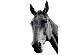 younikat Autocollant de fenêtre cheval I adhérence statique I réutilisable I noir I you0060