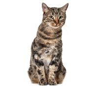 younikat Fenêtre décorative chat réaliste grande taille - dv949