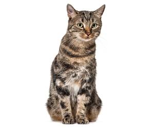 younikat Fenêtre décorative chat réaliste grande taille - dv949