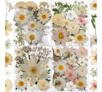 YouthBro 144PCS Fleurs Séchées Pressées Blanc pour Pésine Vraie Nature Fleurs de Marguerite pour Bijoux Savon Vase Carte Scrapbook Art Décors