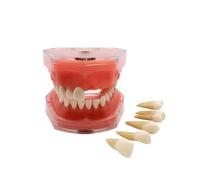 Youya Dental Demonstration Standard Dental Model Teaching Model Study Tool Soft Gum Teaching Mode Dentaire avec 28 Dents Amovibles