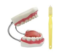 YOUYA DENTAL Grand modèle de dents anatomiques pour enseignement des dentistes avec brosse à dents 22 x 15 x 14 cm