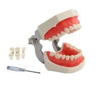 YOUYA DENTAL TM-021 Dentaire Typodont Dentaire Complètement Détachable, Outils d'Enseignement Typodont Articulé Dents Anatomie Modèle 28 Dents Amovibles, Avec Petit Tournevis