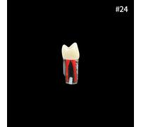 Youya-Dents Endodontiques Dentaires,Canal Radiculaire,Modèle D'entraînement,Simulation Dentaire,Rct,Pratique De La Pulpe,Cavité,Fuchsia,Étude,1 Pièce - Type 1pcs Number 24