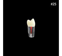 Youya-Dents Endodontiques Dentaires,Canal Radiculaire,Modèle D'entraînement,Simulation Dentaire,Rct,Pratique De La Pulpe,Cavité,Fuchsia,Étude,1 Pièce - Type 1pcs Number 25