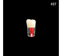 Youya-Dents Endodontiques Dentaires,Canal Radiculaire,Modèle D'entraînement,Simulation Dentaire,Rct,Pratique De La Pulpe,Cavité,Fuchsia,Étude,1 Pièce - Type 1pcs Number 37