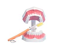 Youya Grand modèle de dents dentaires avec brosse à dents et dents inférieures amovibles pour enfants