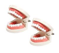 Youya Lot de 2 modèles de dents standard pour enfants et adultes (sans dents de sagesse)