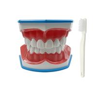 Youya Modèle de dents 2 fois de grandes tailles, modèle d'enseignement dentaire avec brosse à dents et langue pour enfants
