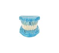 Youya - Modèle de dents transparent pour implant dentaire - Modèle d'enseignement pathologique - Bleu