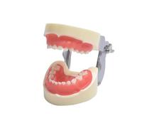 Youya Outil de démonstration dentaire standard avec 24 dents amovibles pour enfants