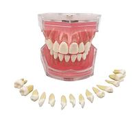 YOUYA Outil de démonstration dentaire standard avec 28 dents amovibles