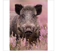 Yqgdss Puzzle 1000 Pièces DIY Sanglier Animal Fleur Rose Paysage Jeux Enfant Adulte Jigsaw Puzzle Game Fun Artis Un Artisanat Unique