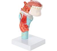 YREAJZVS Modèle de Larynx Humain avec Dents et Langue, modèle de tête d'anatomie de la Gorge Grandeur Nature, modèle de thyroïde, modèle de stomatologie détachable for l'étude en Classe de Sciences.