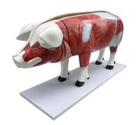 YRQMGSF 40.1 Pouces de Torse de Porc modèle d'anatomie d'animal Domestique organe viscéral pour l'affichage de l'éducation d'apprentissage de l'étudiant en médecine