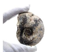 YRQMGSF Fossile d'Ammonite Céphalopodes Marins Préhistoriques pour Collections de Fossiles et Éducation