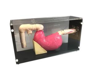 YRQMGSF Modèle Anatomique de l'estomac Humain à grossissement 1,5X Modèle de Structure de l'estomac pour étude et Exposition en e Sciences