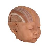 YRQMGSF Modèle Anatomique de tête et de Visage de bébé - Modèle en Coupe transversale des Couches du Cuir chevelu - pour étudiants en médecine et éducation Scientifique