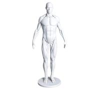 YRQMGSF Modèle Anatomique Humain du système musculosquelettique Modèle Anatomique Humain Crâne Tête Corps Muscle Os Résine