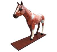 YRQMGSF Modèle d'anatomie de Cheval Torse de Cheval Modèle Anatomique pour Les étudiants en médecine Étude des Sciences Éducation au lycée